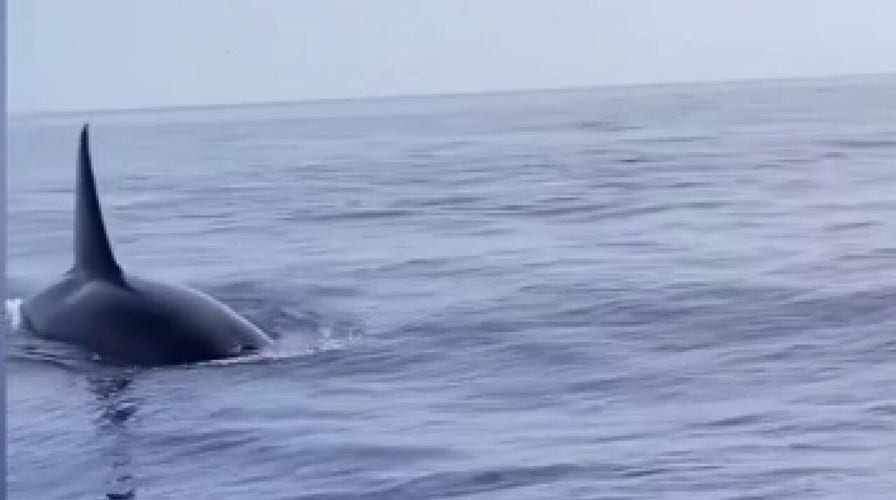 Florida fishermen have close encounter with killer whales