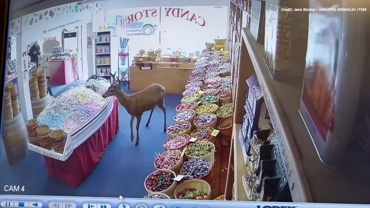 Oh, deer! Watch as a four-legged customer satisfies candy craving