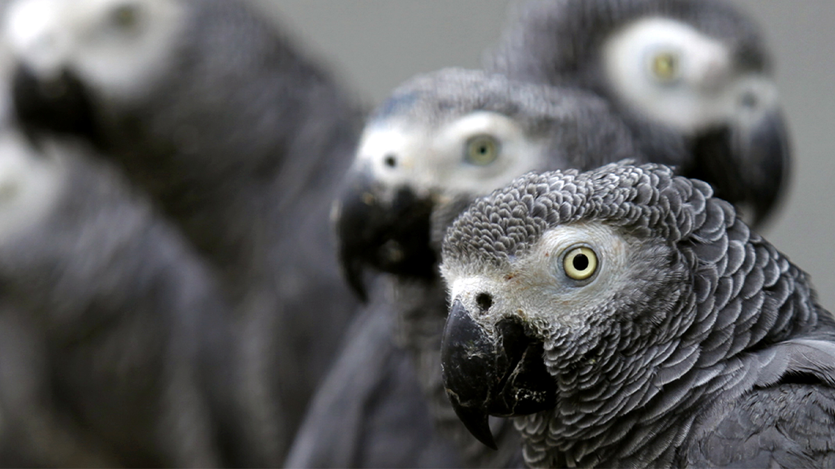 African grey parrots are shown