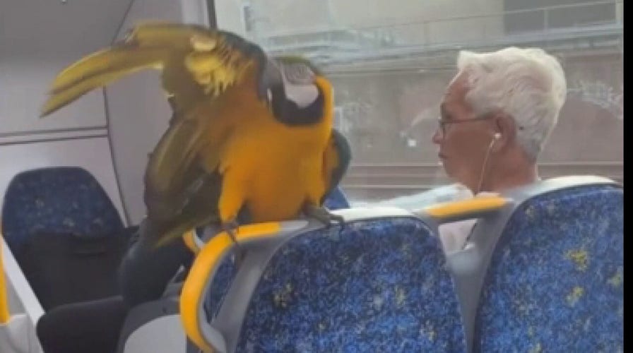 Exotic parrot entertains passengers on Sydney train