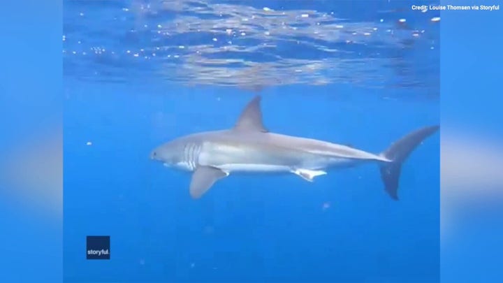 Family has an amazing encounter with a great white shark - see the wild video! 