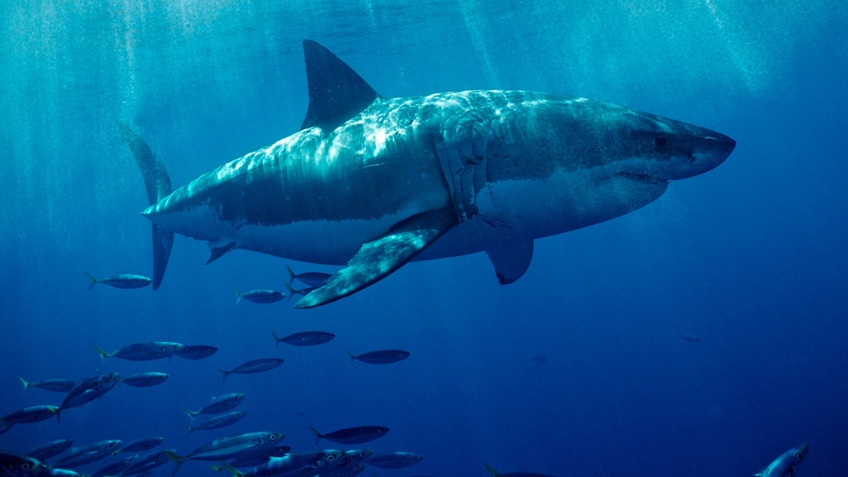 A great white shark swims