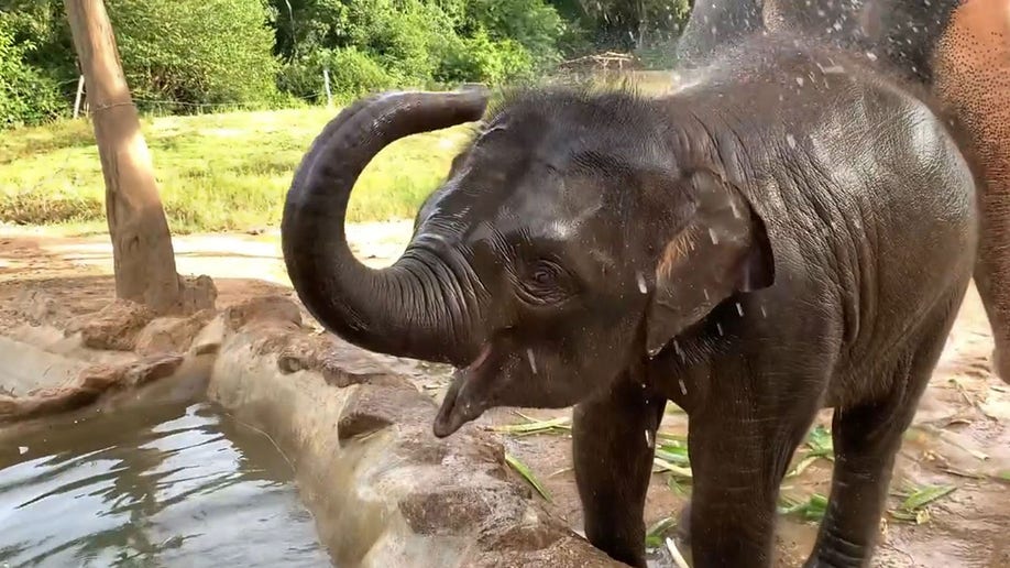 Baby elephant