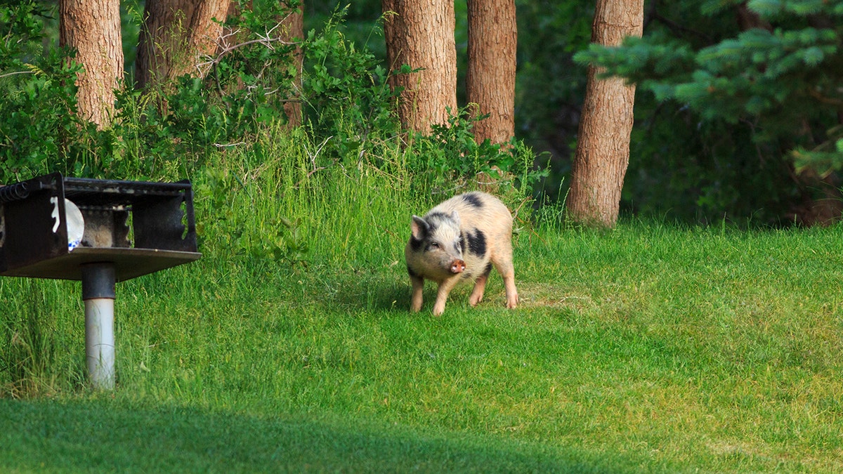 pig wild feral canada