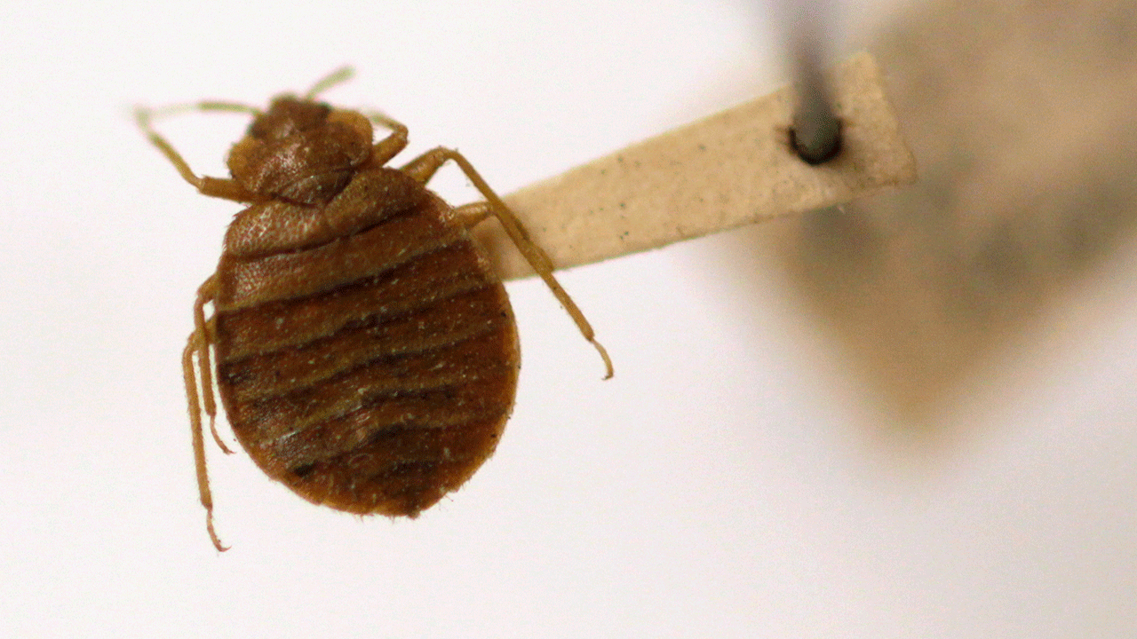 Bedbug in Washington