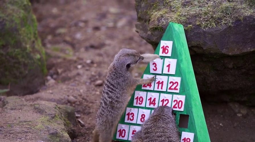 Seasonal treats: Animals ransack holiday Advent calendars at London zoo