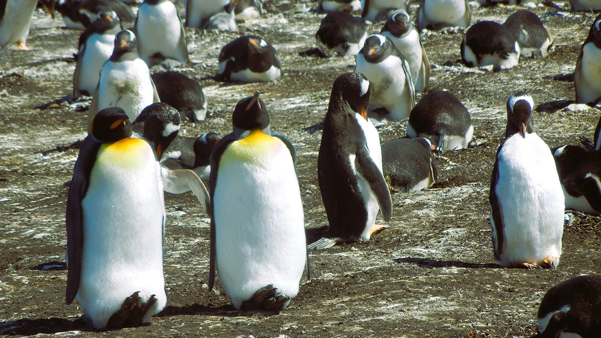 King penguins walking