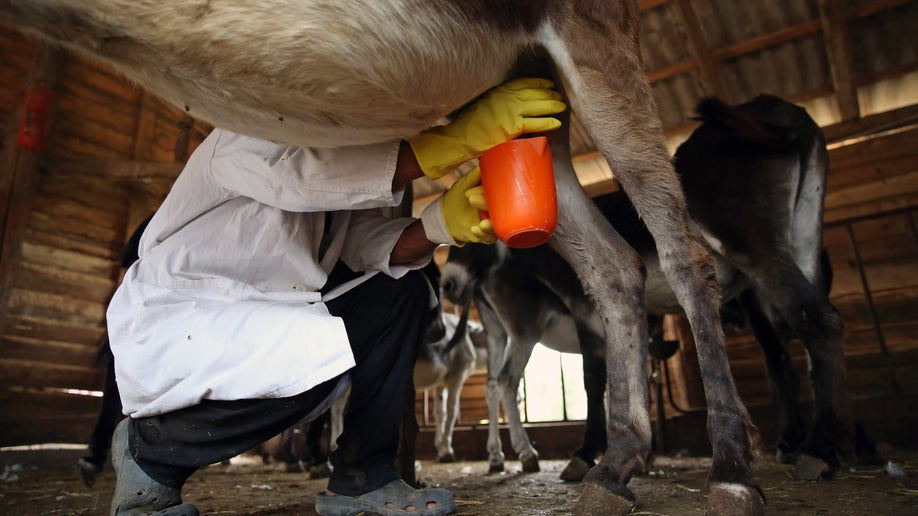 Farm worker milks a donkey