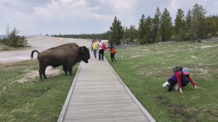 Bison snaps at tourist who got too close