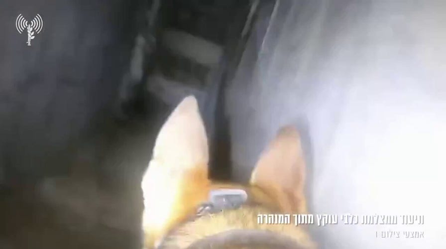 Israel released footage from army canine in Hamas tunnels