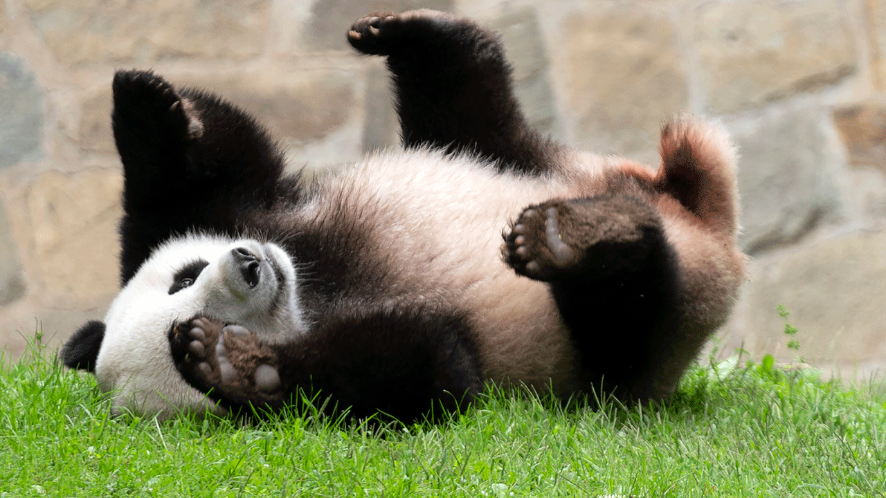 Giant panda in Washington