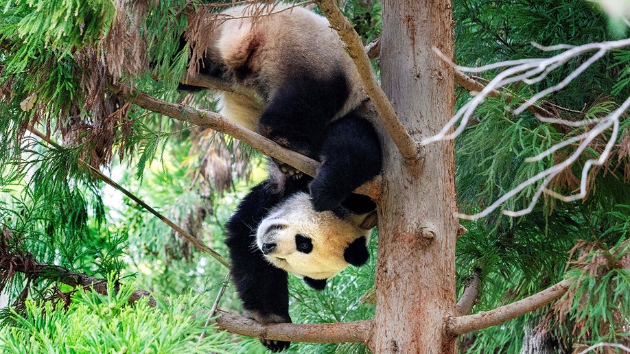 Giant panda hangs in tree at zoo
