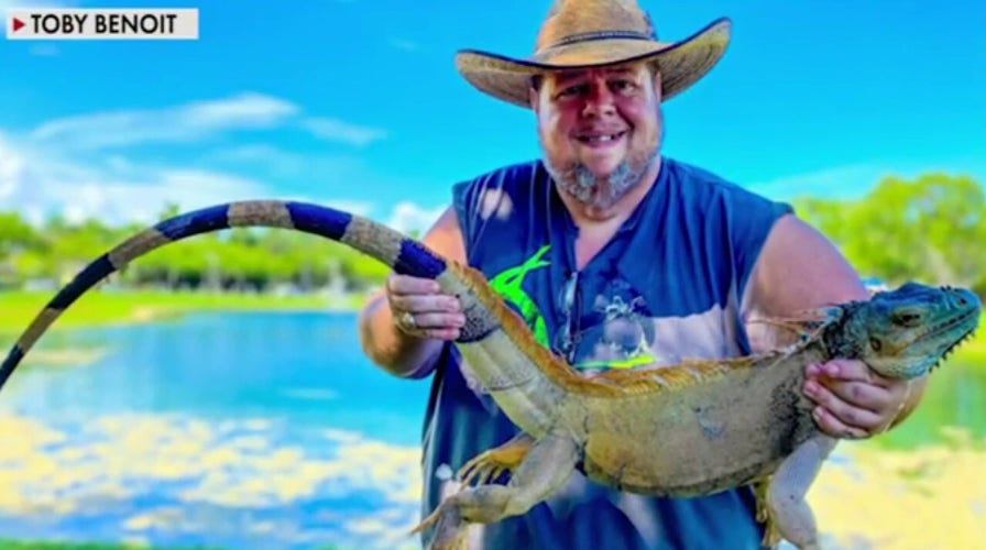 Iguana hunter says the invasive reptilian species is 'out of control' in Florida
