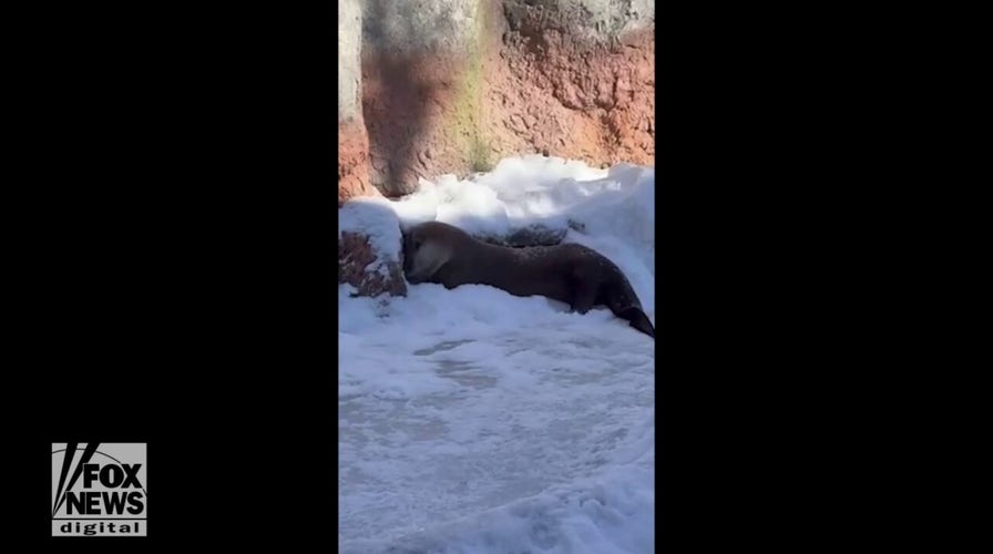 Otters seen slipping, sliding over ice and snow in Eastern Tennessee