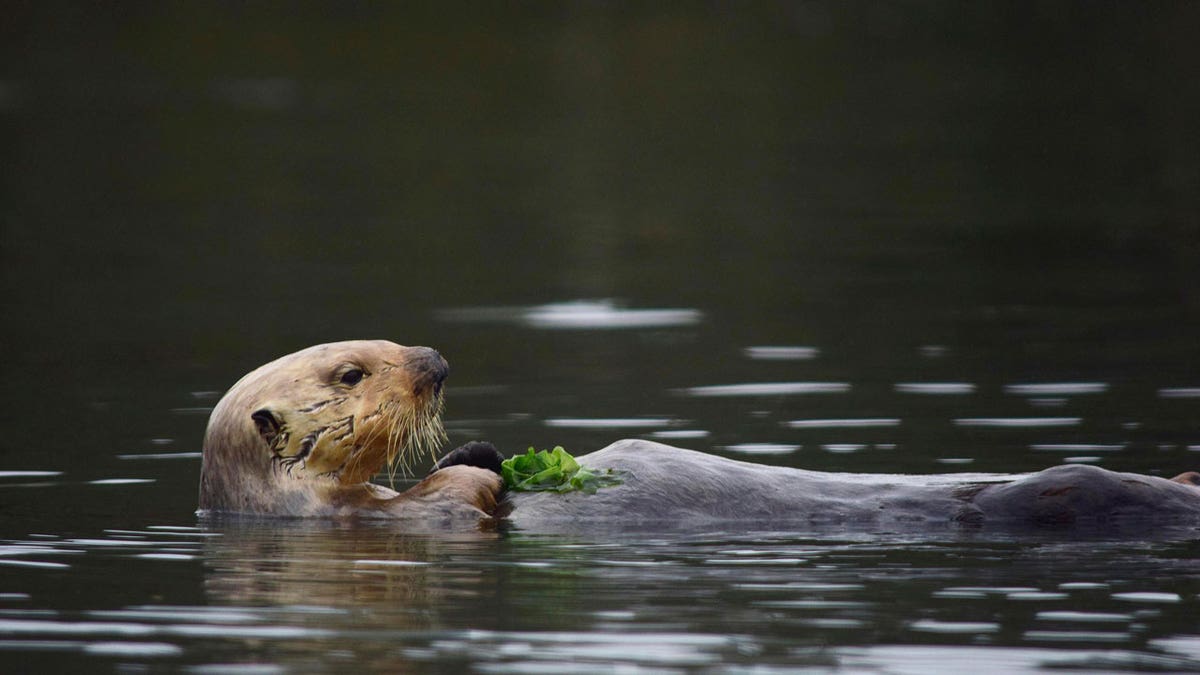 A sea otter holding vegetation floats in Monterey Bay