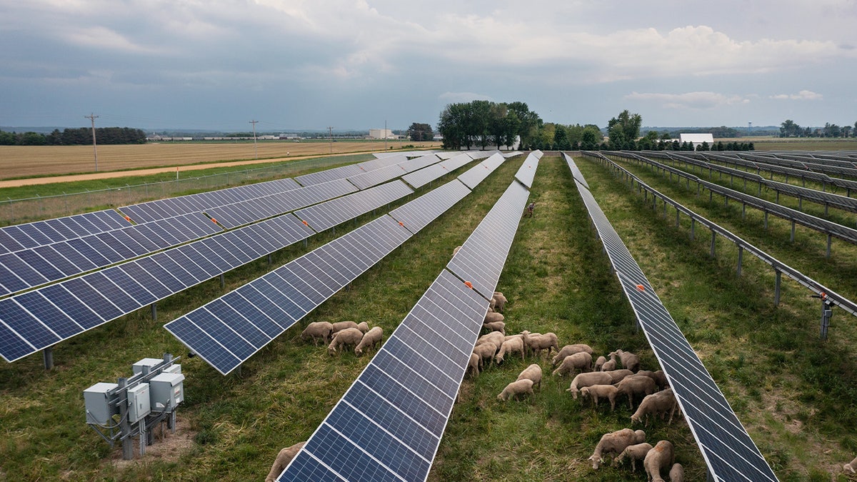 Sheep graze underneath solar panels at a farm in Hammond, Minnesota, US, on Friday, June 2, 2023. Stung by high fuel costs and a labor squeeze, some clean energy companies are turning to an unlikely ally flocks of sheep to keep their solar panels out of the shade. Photographer: Ben Brewer/Bloomberg via Getty Images