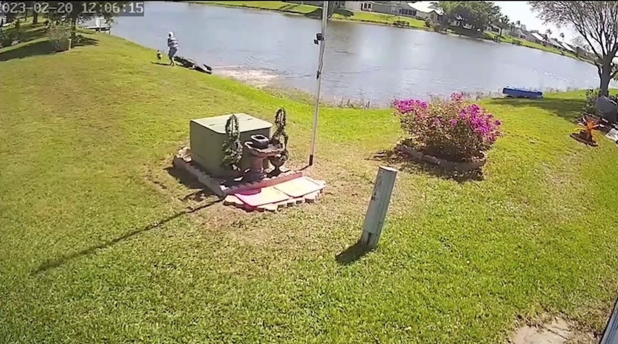Elderly Florida woman fatally attacked by alligator 