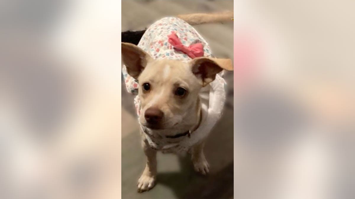 Pregnant Chihuahua poisoned