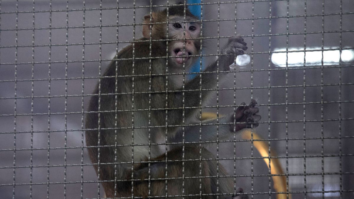 A long tailed macaque in a cage