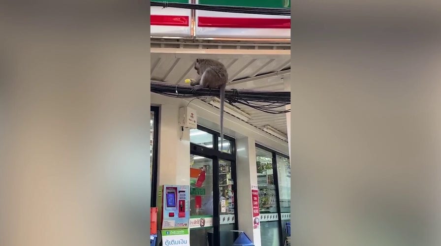 Mayhem as wild monkeys raid supermarket to steal bananas
