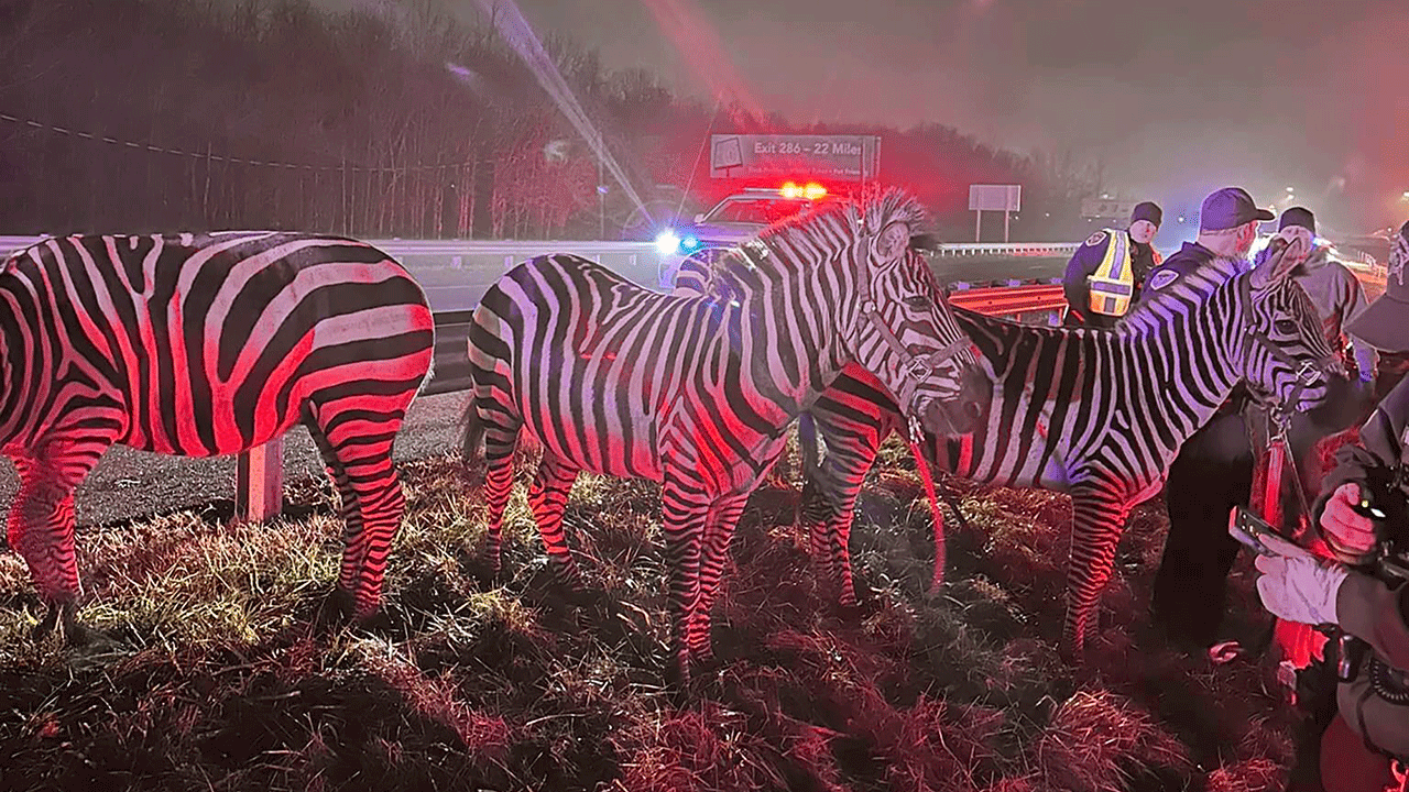 Zebras on side of Indiana highway