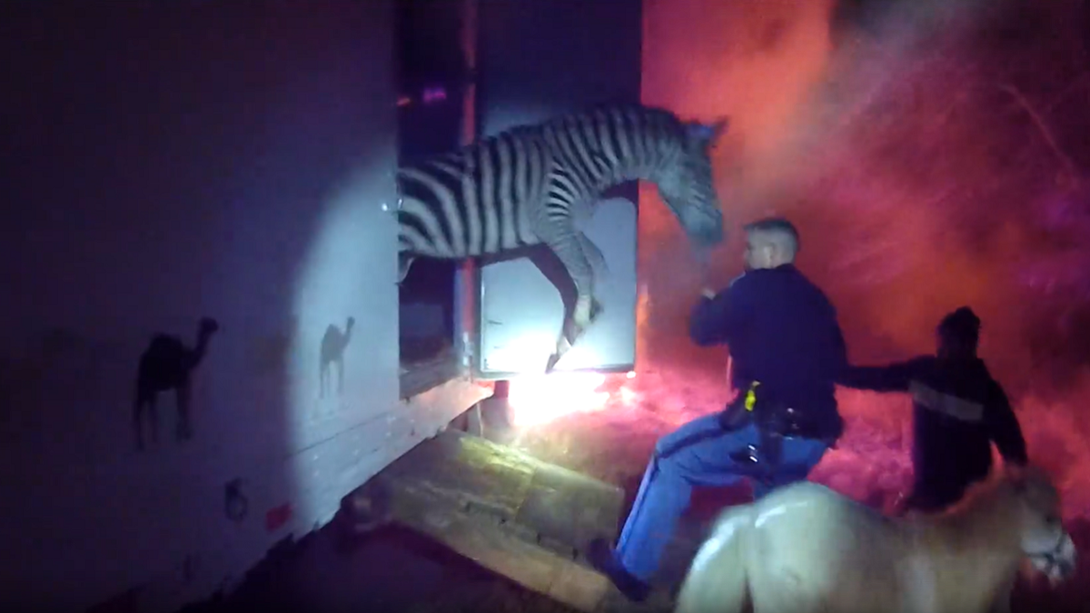 Indiana police rescue circus animals from truck that caught on fire
