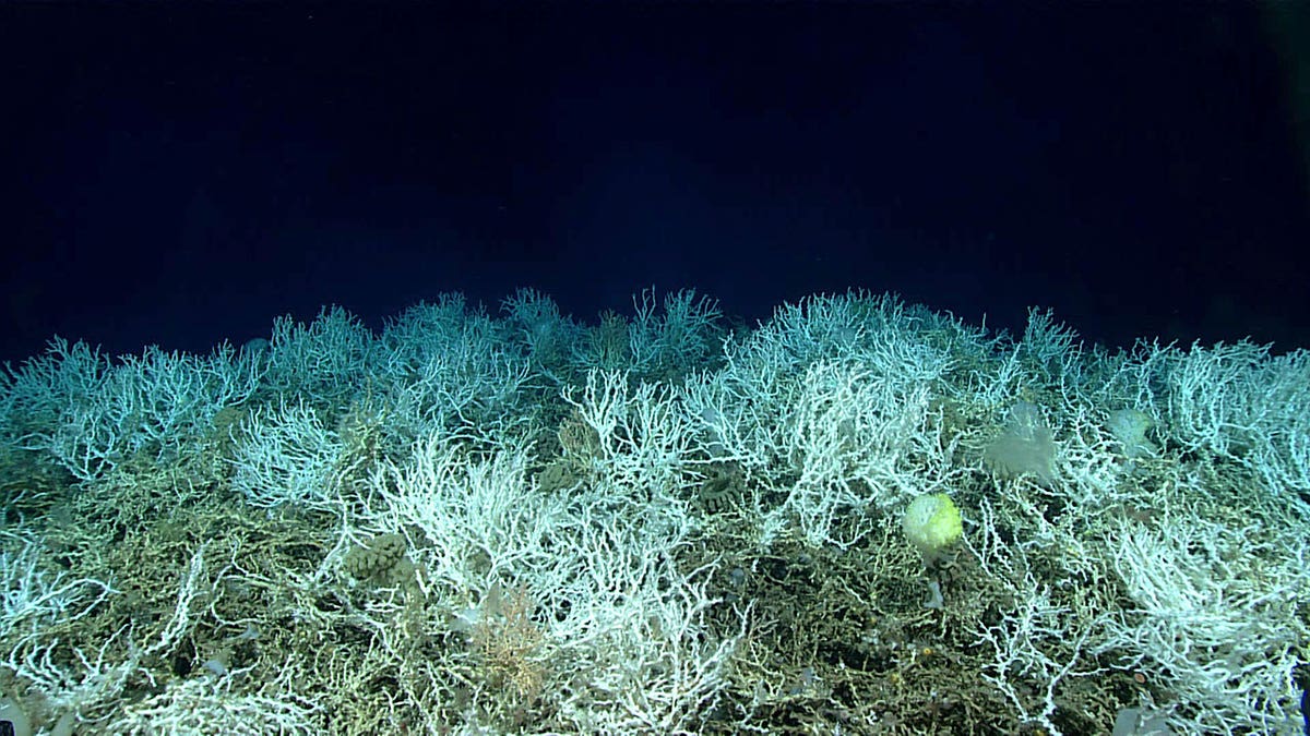 dense populations of coral at the Blake Plateau