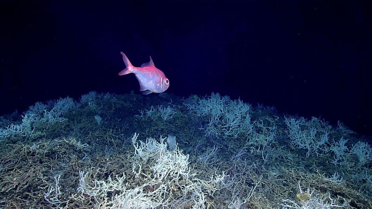 Alfonsino fish in coral