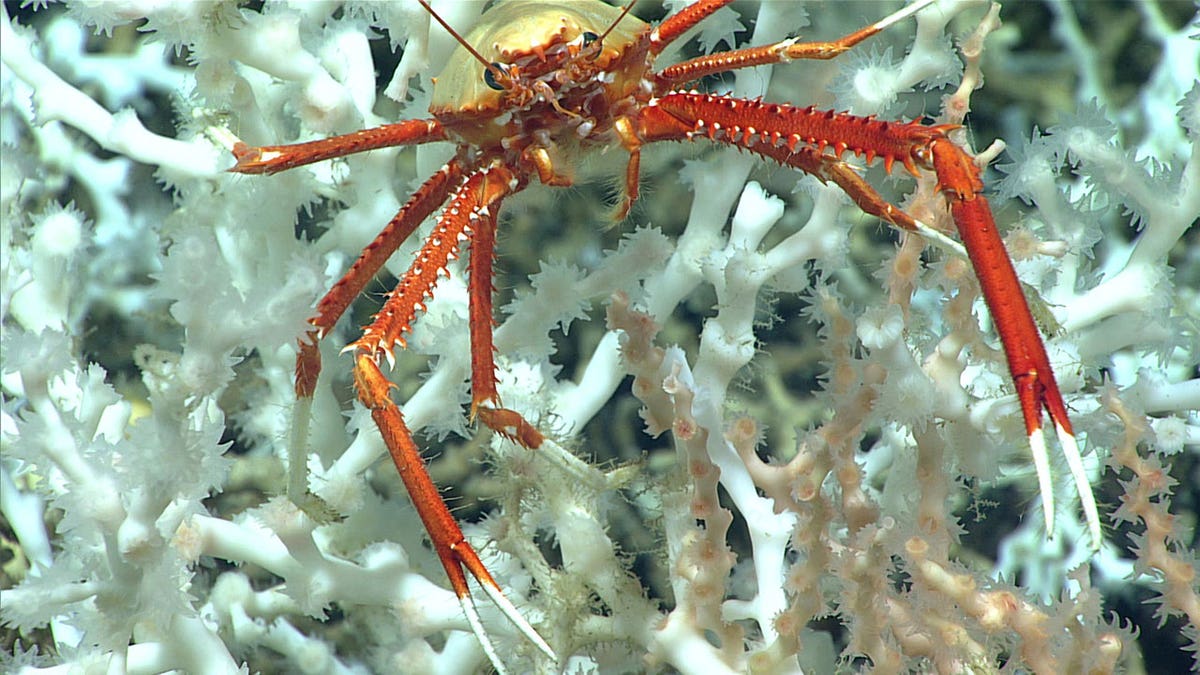 Squat lobster in coral