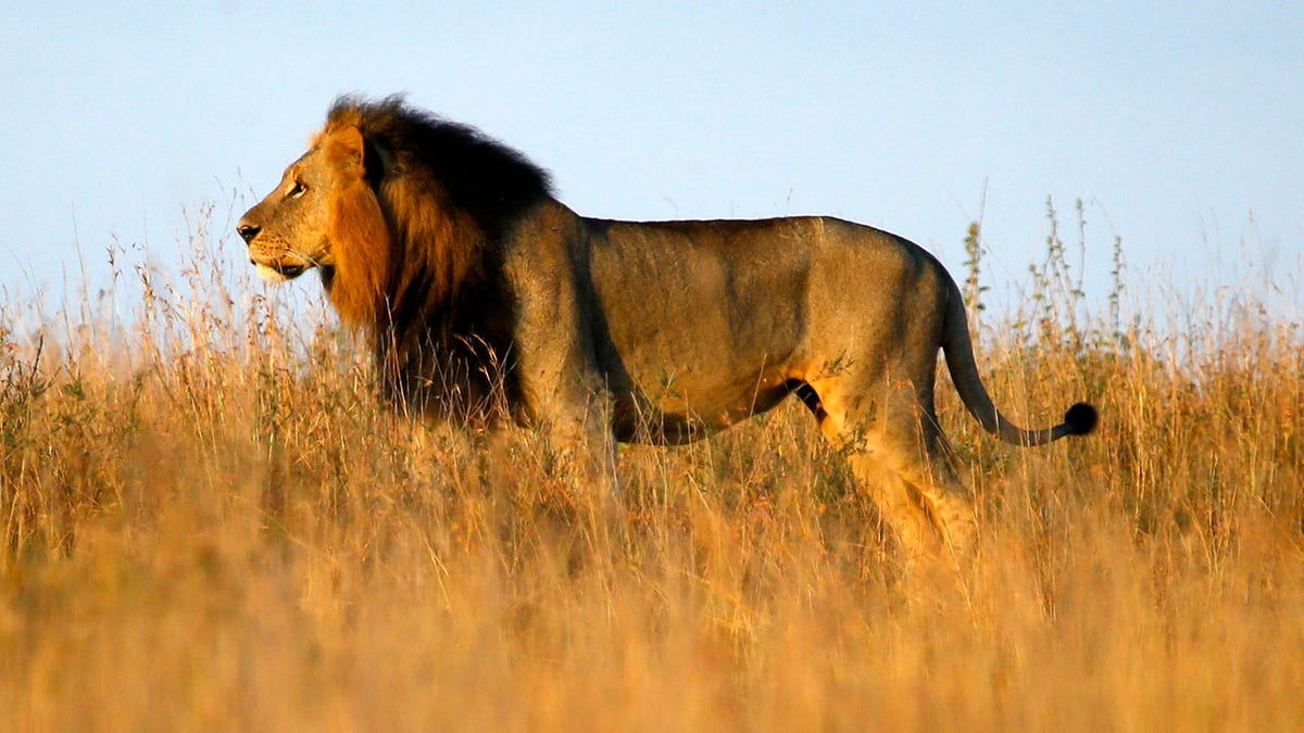 Lion in Nairobi, Kenya