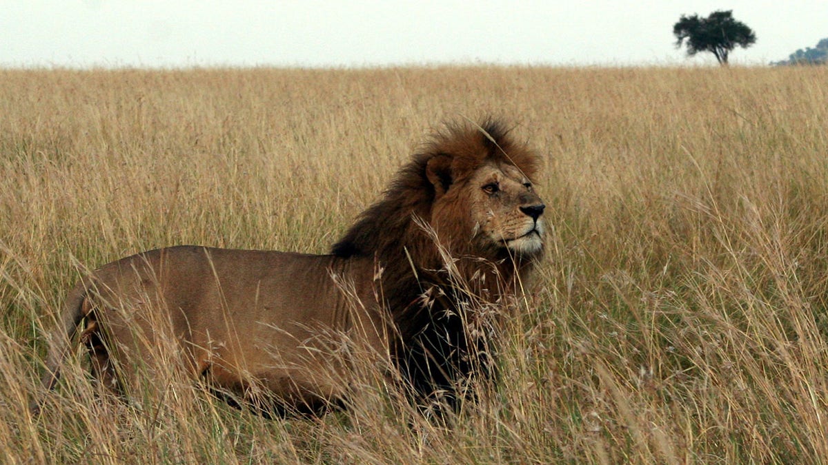 Lion walking in southern Kenya