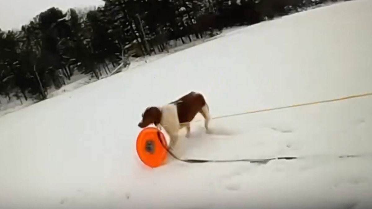 Michigan dog rescue