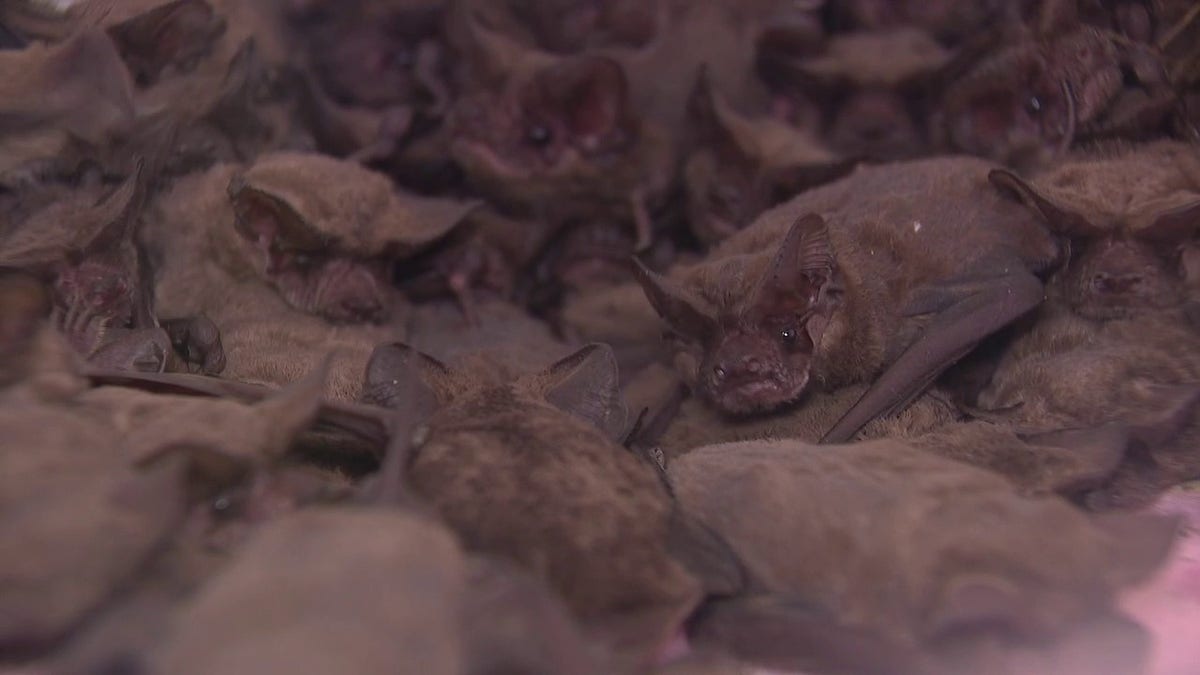 Thousands of frozen bats in Houston