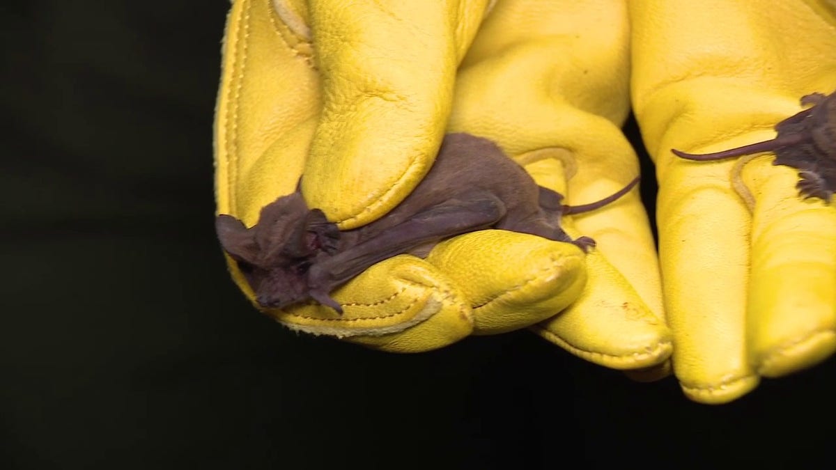 Frozen bats being saved by wildlife teams
