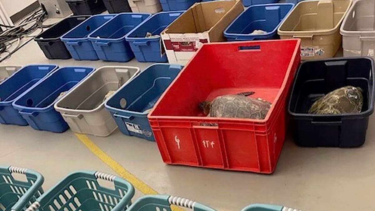 Many bins with sea turtles inside