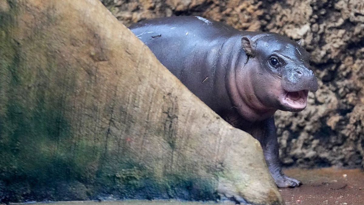 Pygmy hippopotamus calf walks