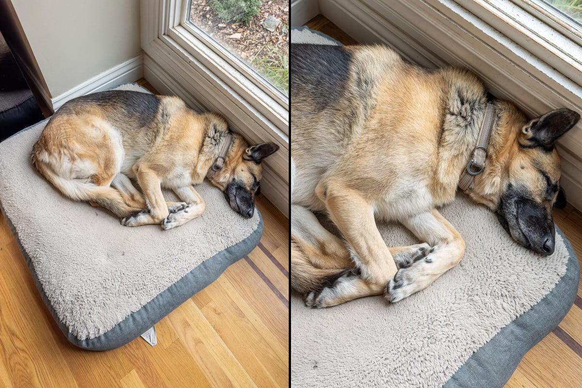 A comparison of an iPhone 14 Pro main camera shooting at 1x and 2x mode. At 2x, a photo of a sleeping dog is framed more tightly.