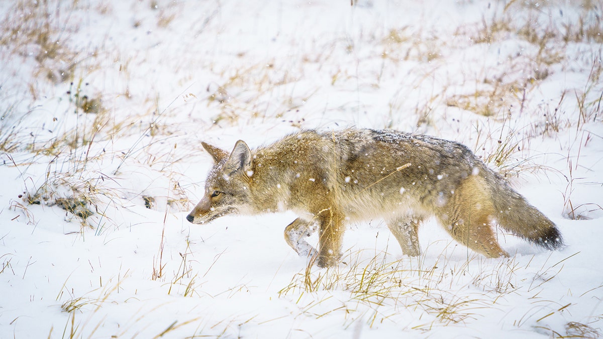 coyote in snow at yellowstone