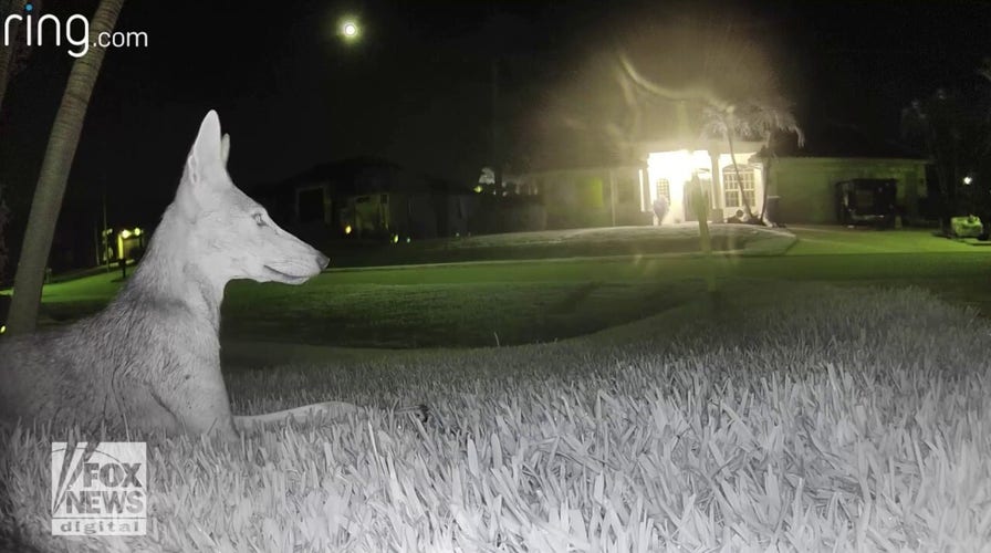 Coyote caught chilling out in front yard in rare security camera footage