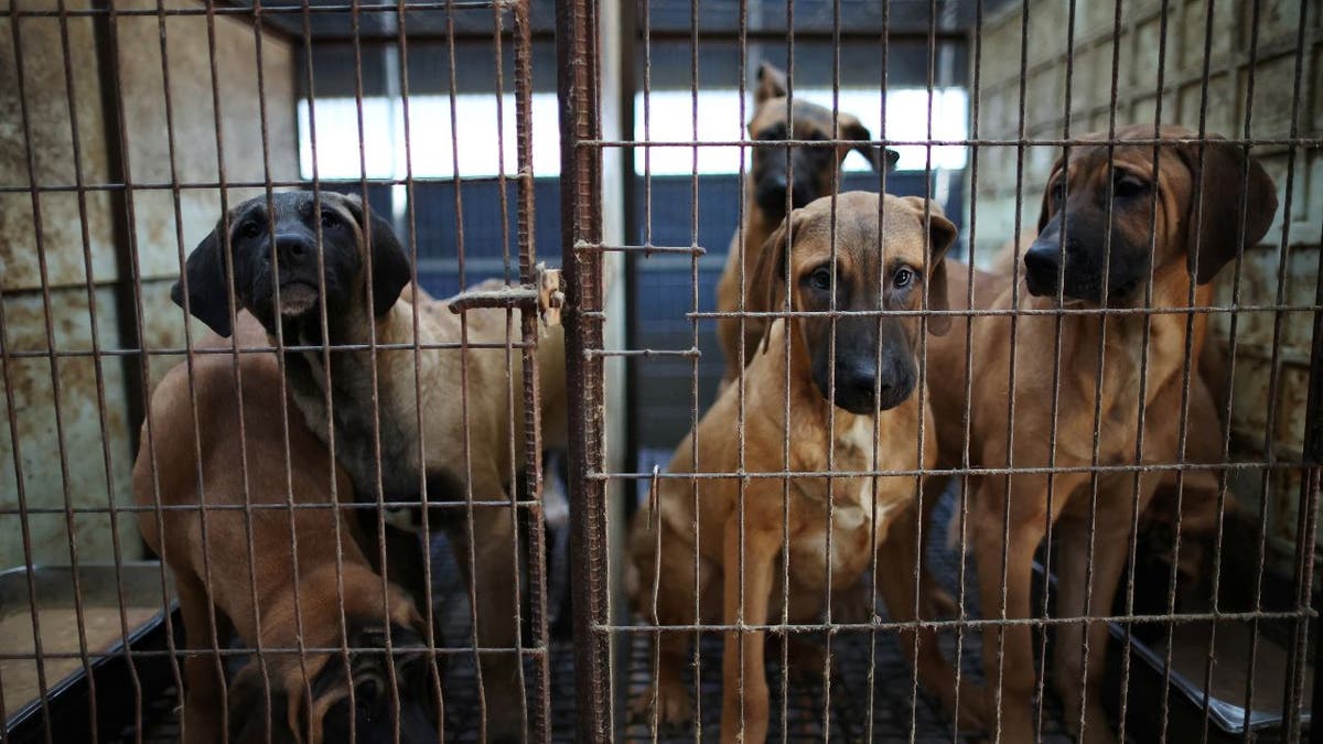 dogs in a cage in South Korea