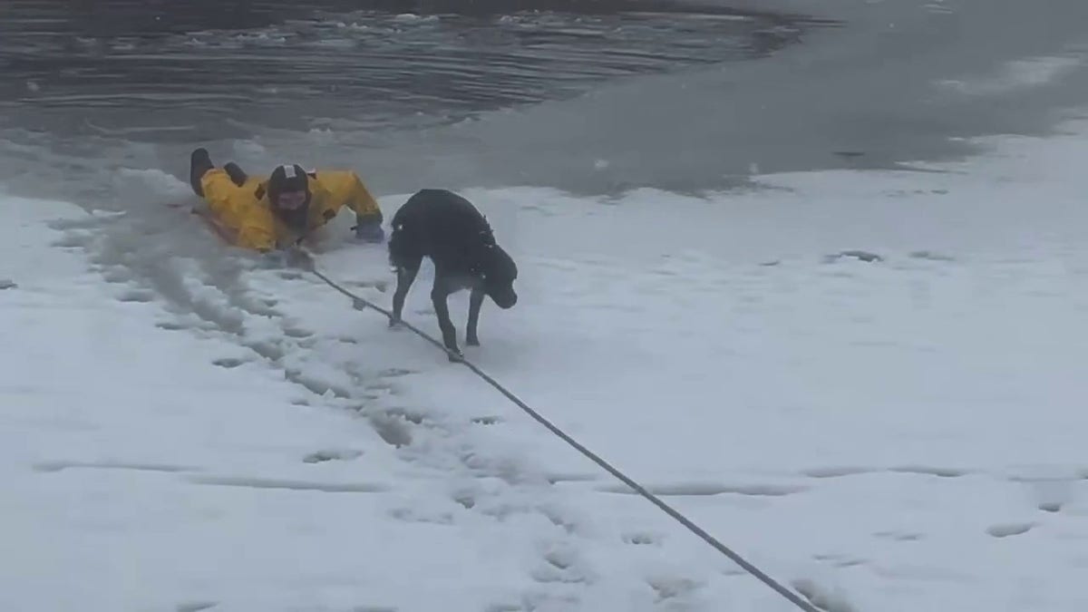 firefighter rescues dog