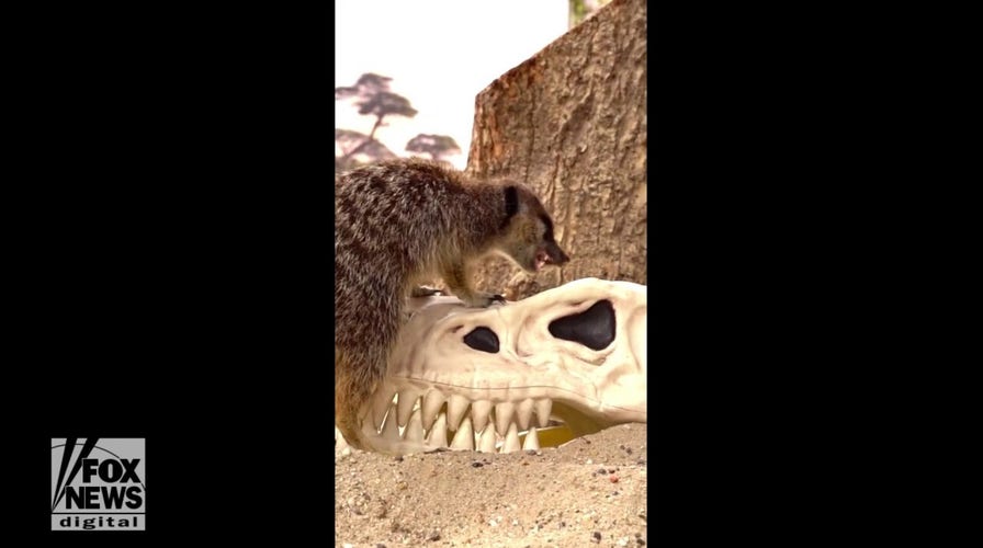 Meerkats play with fake dinosaur skulls at wildlife park