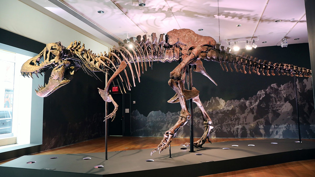 T rex skeleton in museum