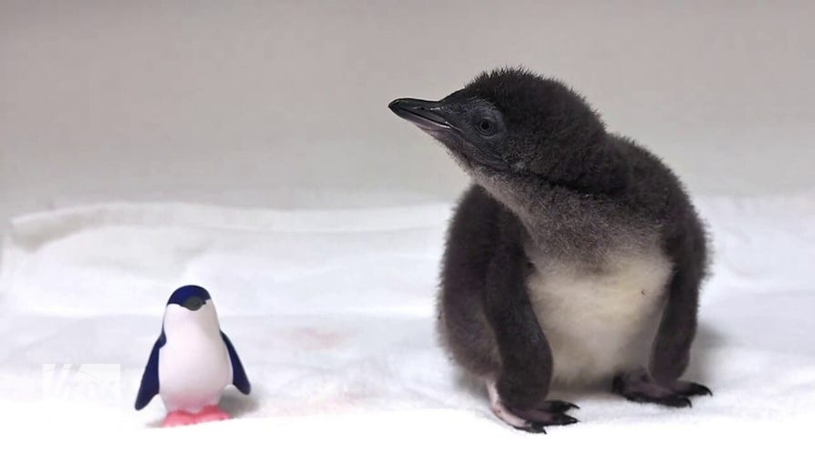 Little blue penguin hatches at California aquarium on New Year’s Day