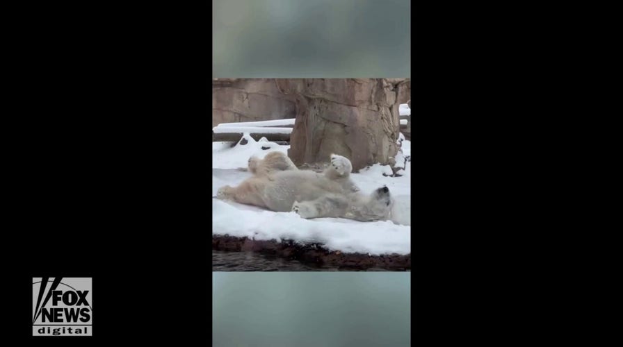 Polar bear enjoys the snow as two wolves prance and play