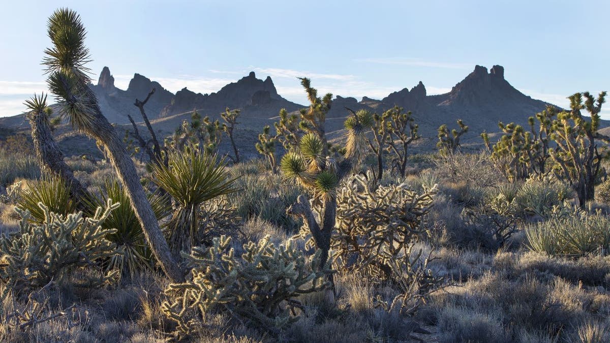 Mojave Desert landscape with Joshua trees