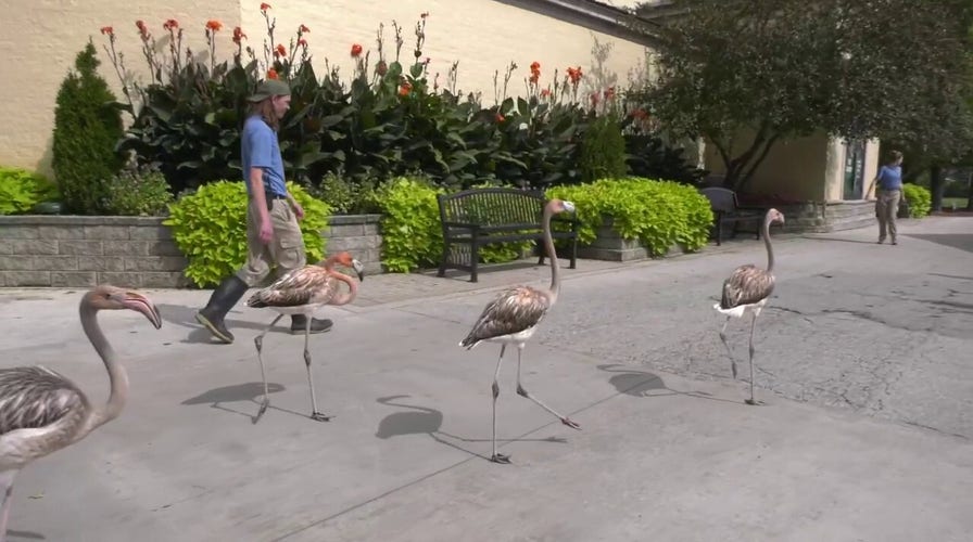 Young flamingos join local zoo for the first time in over 25 years