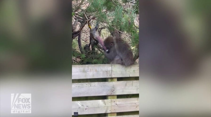 Monkey grabs treats at backyard bird feeder after escaping from wildlife park