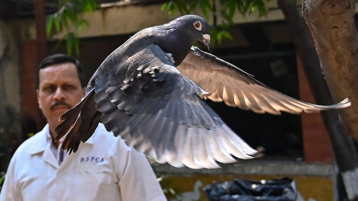India pigeon