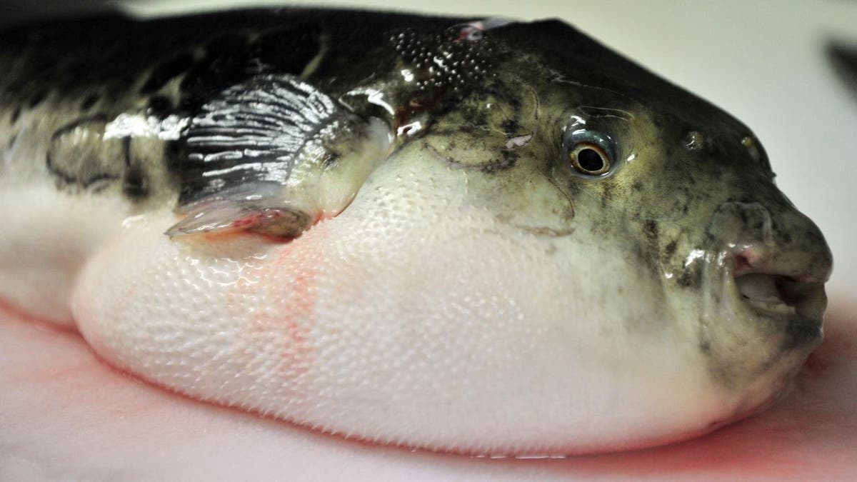 A pufferfish on the chopping board in Japan